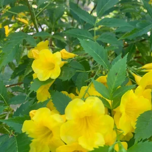 Yellow Bells Live Plant (Tecoma stans) 12" Tall in 4" Pot - Outdoor Shrub - Image 1
