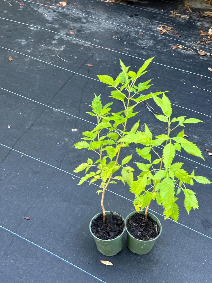 Yellow Bells Live Plant (Tecoma stans) 12" Tall in 4" Pot - Outdoor Shrub - Image 4