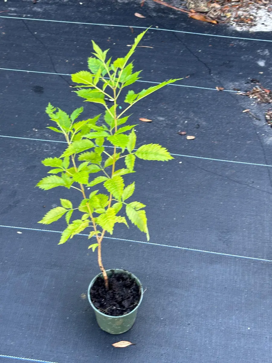 Yellow Bells Live Plant (Tecoma stans) 12" Tall in 4" Pot - Outdoor Shrub - Image 5
