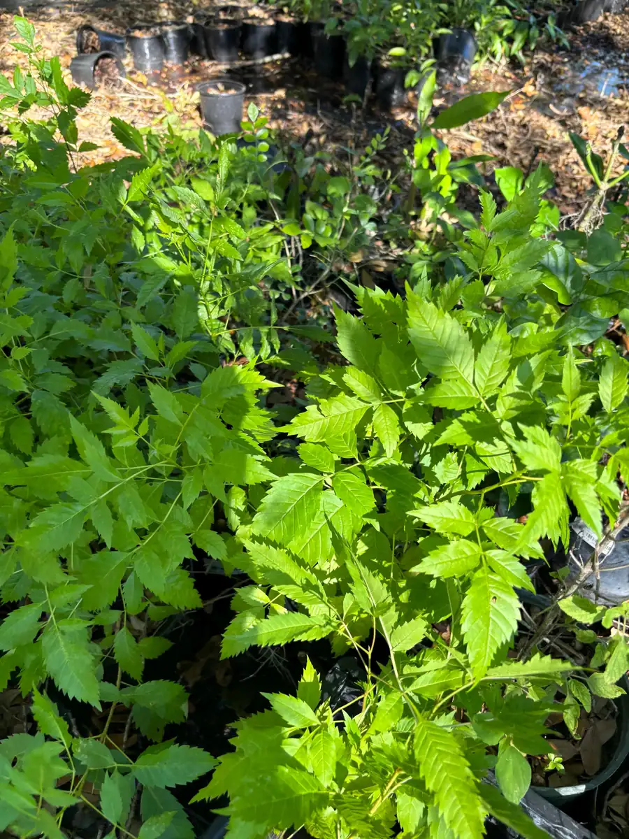 Yellow Bells Live Plant (Tecoma stans) 12" Tall in 4" Pot - Outdoor Shrub - Image 6