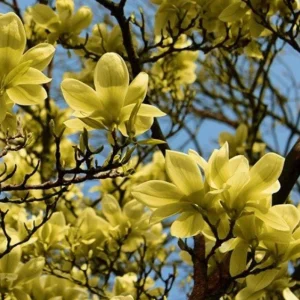 Yellow Bird Magnolia Tree Seedling – Live Plant, Hardy Hybrid, 6-12 in Tall, 2.5-inch Pot - Image 4