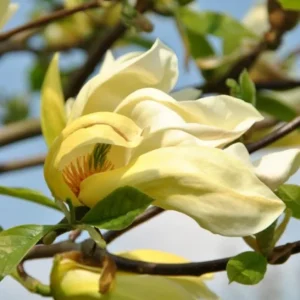 Yellow Bird Magnolia Tree Seedling – Live Plant, Hardy Hybrid, 6-12 in Tall, 2.5-inch Pot - Image 7