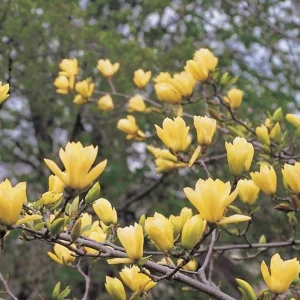 Yellow Bird Magnolia Tree Seedling – Live Plant, Hardy Hybrid, 6-12 in Tall, 2.5-inch Pot - Image 8