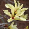 Yellow Bird Magnolia Tree Seedling – Live Plant, Hardy Hybrid, 6-12 in Tall, 2.5-inch Pot - Image 1