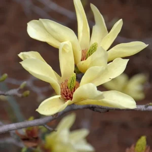 Yellow Bird Magnolia Tree Seedling – Live Plant, Hardy Hybrid, 6-12 in Tall, 2.5-inch Pot - Image 1