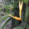 Yellow Bird of Paradise Rhizomes - 2 Live Tropical Plants, 10 inches tall - Image 1