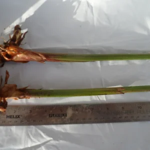 Yellow Bird of Paradise Rhizomes - 2 Live Tropical Plants, 10 inches tall - Image 4