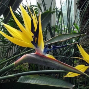 Yellow Bird of Paradise Starter Plant - Live Houseplant - Tropical Bloom - Image 1
