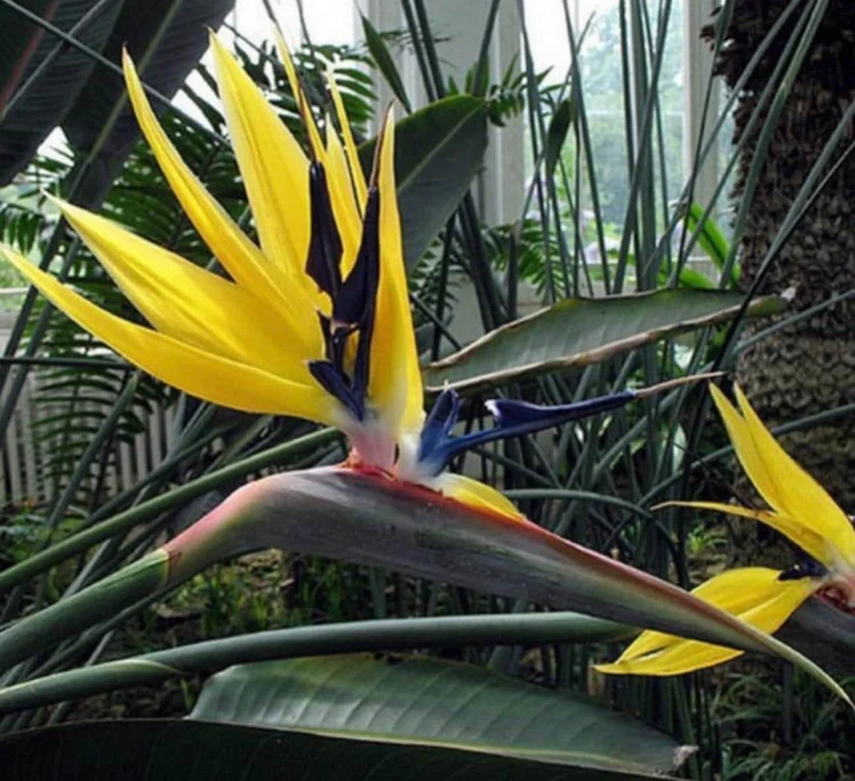 Yellow Bird of Paradise Starter Plant - Live Houseplant - Tropical Bloom - Image 1