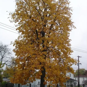 Yellow Buckeye Live Plant – Aesculus flava – 16+ Inches Tall – Bare Root Tree – Outdoor - Image 1