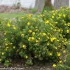 Yellow Bush Cinquefoil Live Plant - Potentilla - Outdoor Shrub - 4 inch Pot - Image 1
