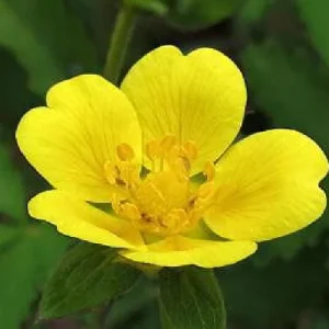 Yellow Bush Cinquefoil Live Plant - Potentilla - Outdoor Shrub - 4 inch Pot - Image 2