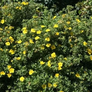 Yellow Bush Cinquefoil Live Plant - Potentilla - Outdoor Shrub - 4 inch Pot - Image 3
