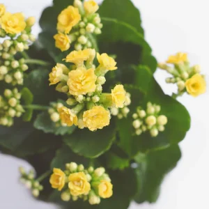 Yellow Calandiva Live Plant – 2.5 inch Pot – Double Yellow Blooms – Kalanchoe - Image 4