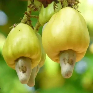 Yellow Cashew Live Plant - Anacardium occidentale Starter Tree - 5-8