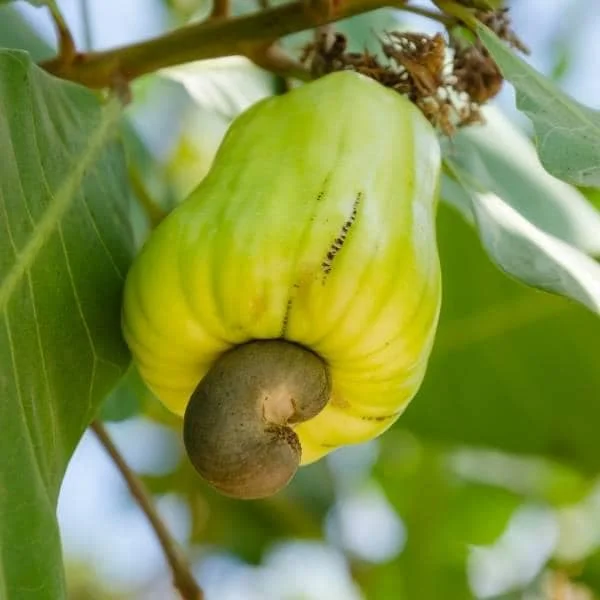 Yellow Cashew Live Plant - Anacardium occidentale Starter Tree - 5-8" Tall Tropical Fruit - Image 3