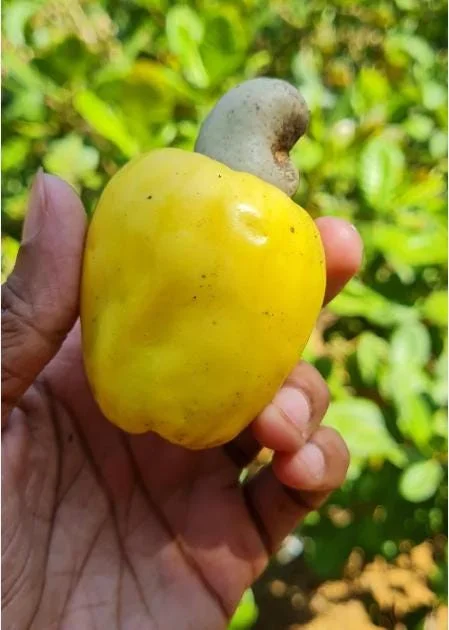 Yellow Cashew Live Plant - Anacardium occidentale Starter Tree - 5-8" Tall Tropical Fruit - Image 4