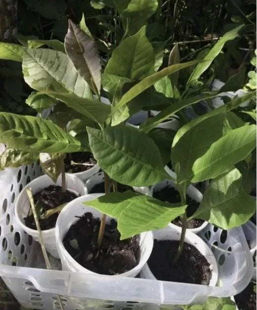 Yellow Cashew Live Plant - Anacardium occidentale Starter Tree - 5-8" Tall Tropical Fruit - Image 6