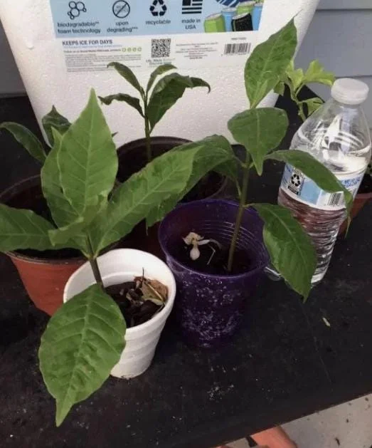 Yellow Cashew Live Plant - Anacardium occidentale Starter Tree - 5-8" Tall Tropical Fruit - Image 7