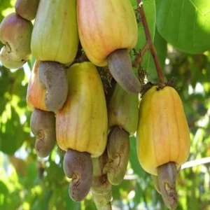 Yellow Cashew Live Plant - Anacardium occidentale Starter Tree - 5-8" Tall Tropical Fruit - Image 1