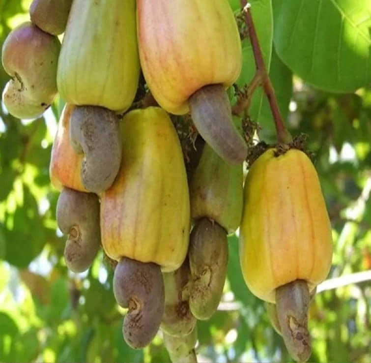 Yellow Cashew Live Plant - Anacardium occidentale Starter Tree - 5-8" Tall Tropical Fruit - Image 1