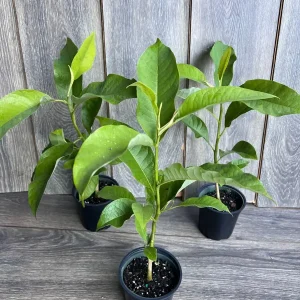 Yellow Champaca Live Plant - Joy Perfume Tree, Michelia champaca, 4-6 inch Pot, Fragrant Flowers - Image 4