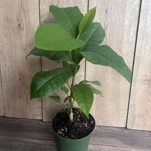 Yellow Champaca Live Plant - Joy Perfume Tree, Michelia champaca, 4-6 inch Pot, Fragrant Flowers - Image 5