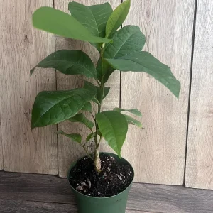 Yellow Champaca Live Plant - Joy Perfume Tree, Michelia champaca, 4-6 inch Pot, Fragrant Flowers - Image 6