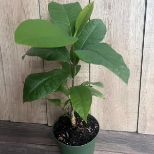 Yellow Champaca Live Plant - Joy Perfume Tree, Michelia champaca, 4-6 inch Pot, Fragrant Flowers - Image 7