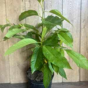 Yellow Champaca Live Plant - Joy Perfume Tree, Michelia champaca, 4-6 inch Pot, Fragrant Flowers - Image 8