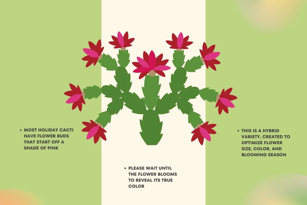 Yellow Christmas Cactus (Golden Dancer) Live Plant – 4 inch Potted Houseplant - Image 2