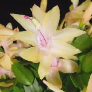 Yellow Christmas Cactus Live Plant – 2 inch pot – Indoor/Outdoor - Image 3
