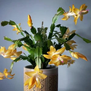 Yellow Christmas Cactus Live Plant - 4 Inch Pot, Indoor Holiday Bloom - Image 2