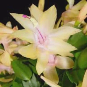 Yellow Christmas Cactus Live Plant - 4 Inch Pot, Indoor Holiday Bloom - Image 3