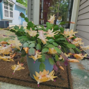 Yellow Christmas Cactus Live Plant - 4 Inch Pot, Indoor Holiday Bloom - Image 5