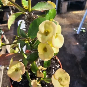 Yellow Crown of Thorns Live Plant - Euphorbia Milii - 2in Pot - Indoor/Outdoor - Image 2
