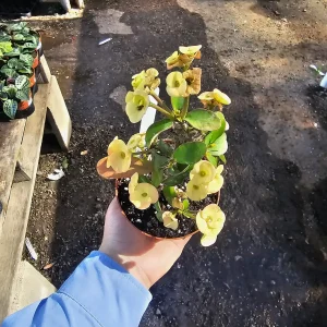 Yellow Crown of Thorns Live Plant - Euphorbia Milii - 2in Pot - Indoor/Outdoor - Image 3