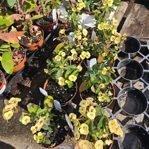 Yellow Crown of Thorns Live Plant - Euphorbia Milii - 2in Pot - Indoor/Outdoor - Image 4