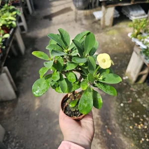 Yellow Crown of Thorns Live Plant - Euphorbia Milii - 2in Pot - Indoor/Outdoor - Image 6