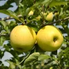 Yellow Delicious Apple Tree Bare Root Plant – 2-3 ft Tall – Zone 5-8 Outdoor Fruit Tree - Image 1