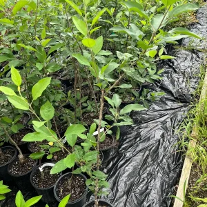 Yellow Delicious Apple Tree Bare Root Plant – 2-3 ft Tall – Zone 5-8 Outdoor Fruit Tree - Image 5