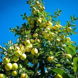 Yellow Delicious Apple Tree Live Plant - Quart Pot, 2 Feet Tall, Outdoor - Image 3