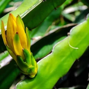 Yellow Dragon Fruit Live Plant - 3-6