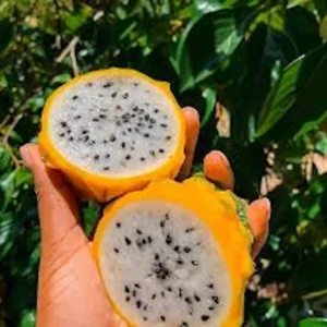 Yellow Dragon Fruit Starter Plug - Selenicereus megalanthus Live Plant - Image 4