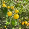 Yellow Everglades Tomato Seeds - Rare, Heat Tolerant, Sweet Flavor - Image 1
