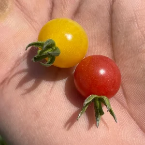 Yellow Everglades Tomato Seeds - Rare, Heat Tolerant, Sweet Flavor - Image 2