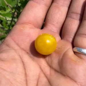 Yellow Everglades Tomato Seeds - Rare, Heat Tolerant, Sweet Flavor - Image 4