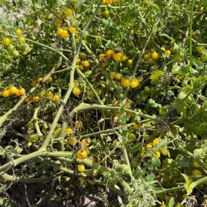 Yellow Everglades Tomato Seeds - Rare, Heat Tolerant, Sweet Flavor - Image 5