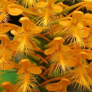 Yellow Fringed Orchid - Platanthera Ciliaris Bare Root Plant - Zones 4-9 - Image 2