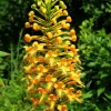 Yellow Fringed Orchid - Platanthera Ciliaris Bare Root Plant - Zones 4-9 - Image 3